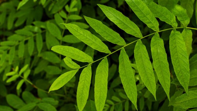 Kratom: A Southeast Asian Evergreen Tree