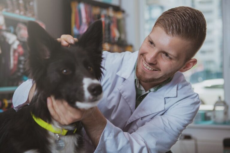 5 Criteria to Pick a Veterinary Clinic for Your Dog or Cat